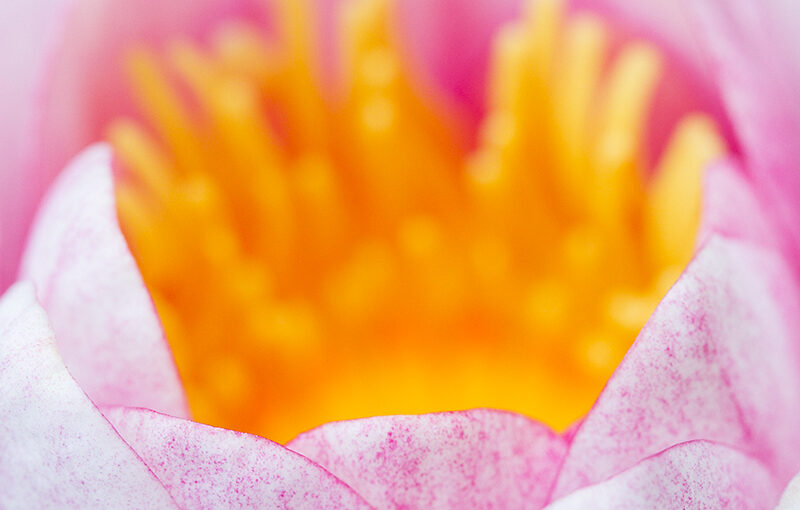 May 31 – Lily view