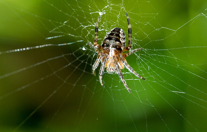 Closeup of a small spider in my (hot) garden.