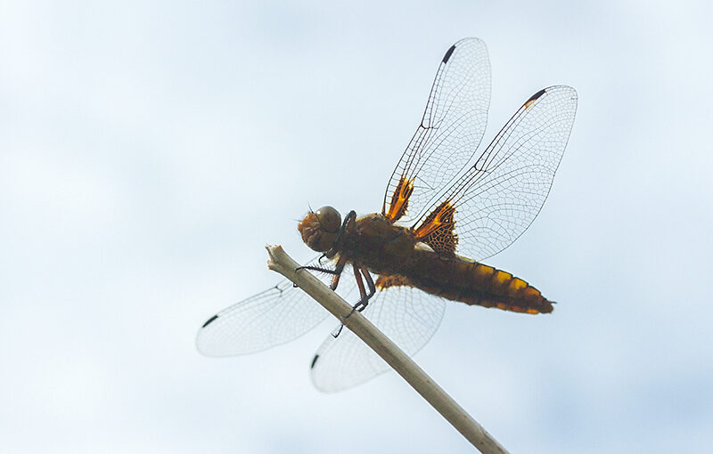 Jul 20 – Dragonfly