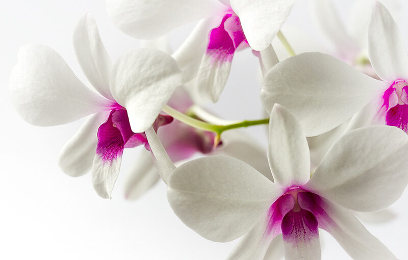 Sep 02 – Orchids