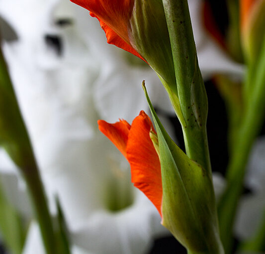 Sep 22 – Gladiolus