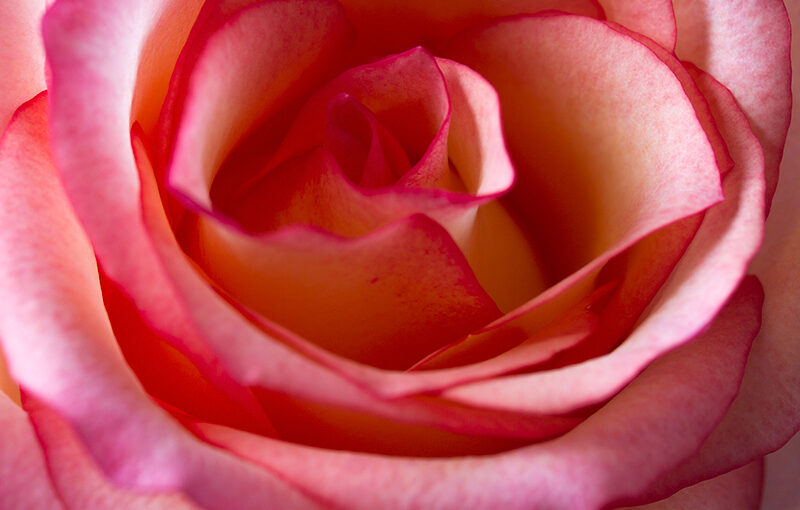 Sep 29 – Rose