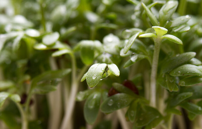 Oct 18 – Garden cress