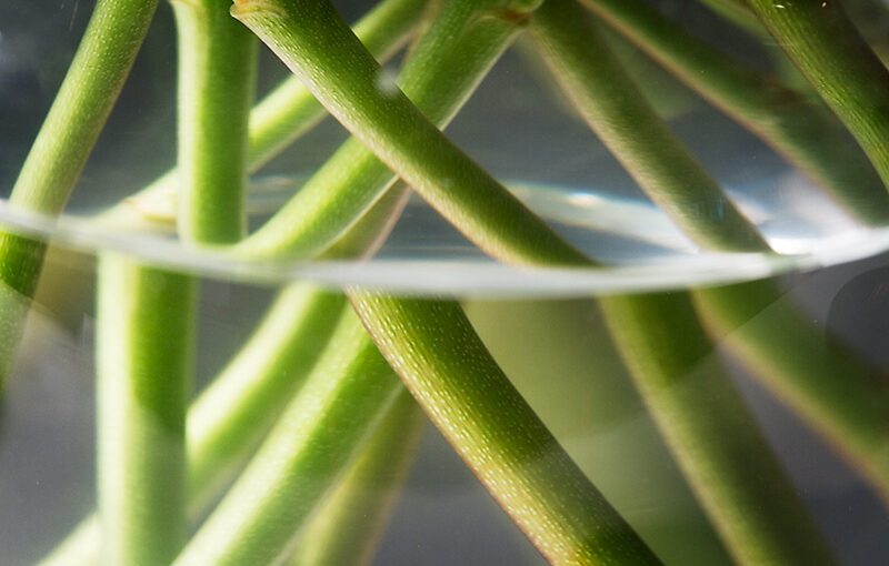 Nov 16 – Stems