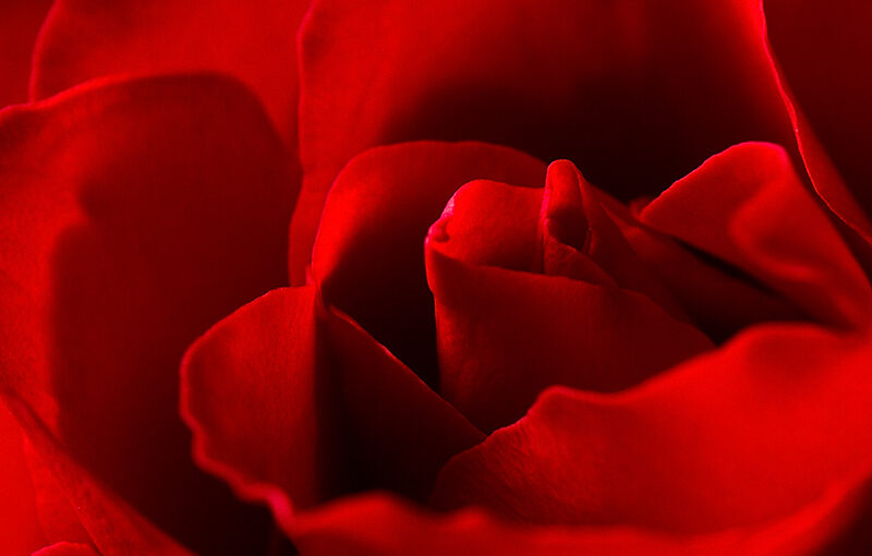 Detail of a red rose