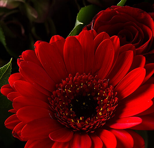 Dec 08 – Red flowers