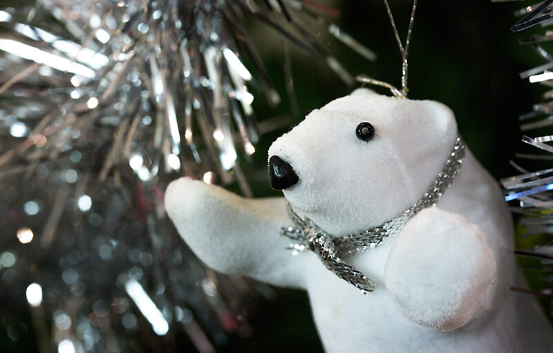 Dec 27 – Polar bear