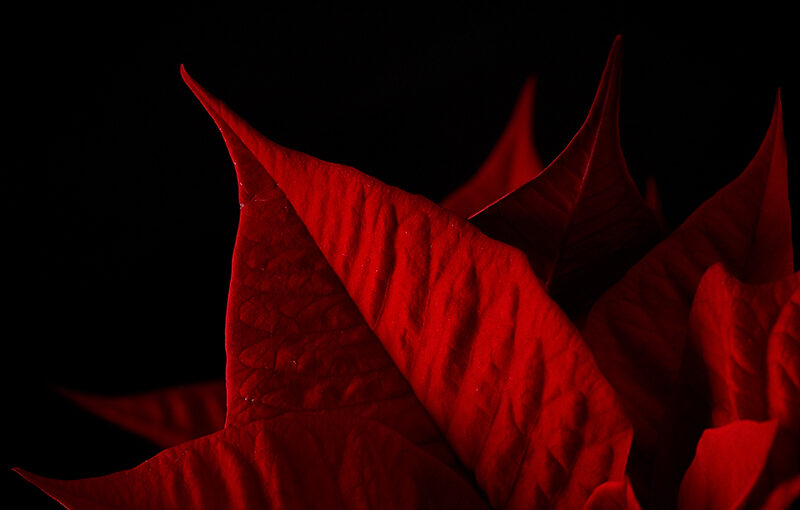 Dec 29 – Poinsettia