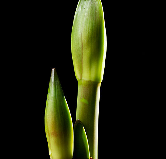 Jan 10 – Amaryllis