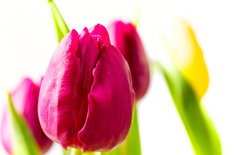 Bought some tulips today :)