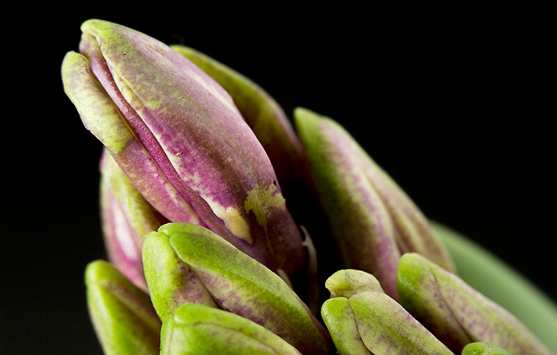 A hyacinth which is getting some color now.
