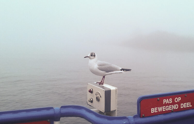 Jan 19 – Gull