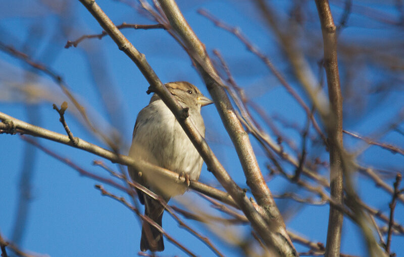 Jan 24 – A little sparrow