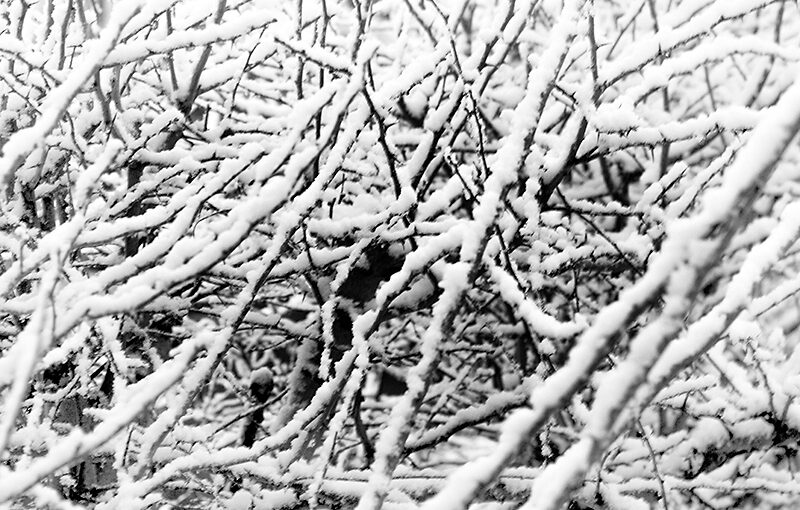 Jan 30 – Branches