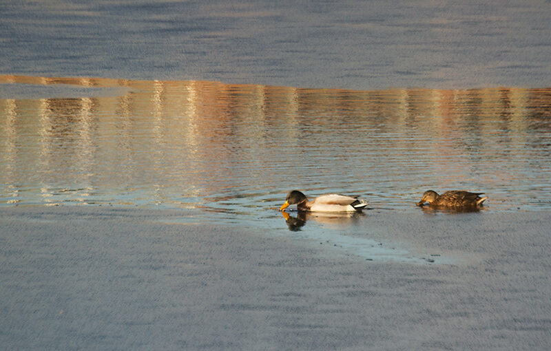 Feb 04 – Ducks
