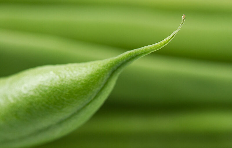 Feb 08 – Bean in green