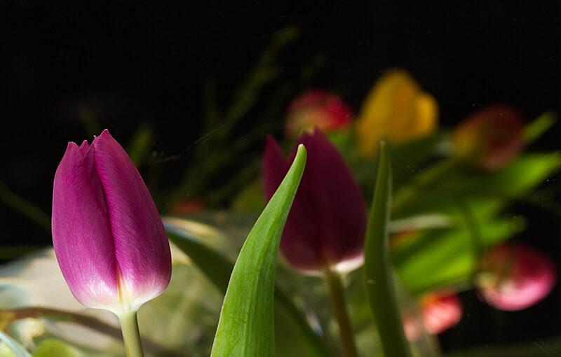 Playing with tulips and a mirror.