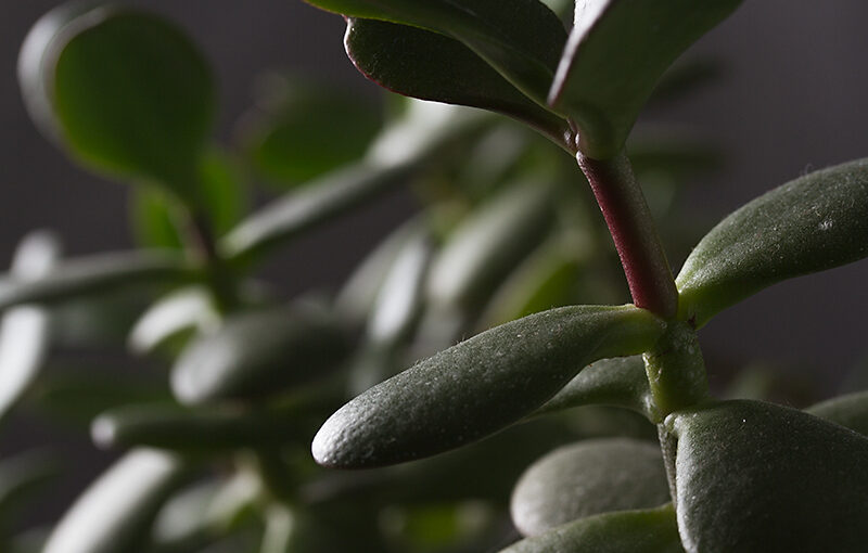 Mar 05 – Plant