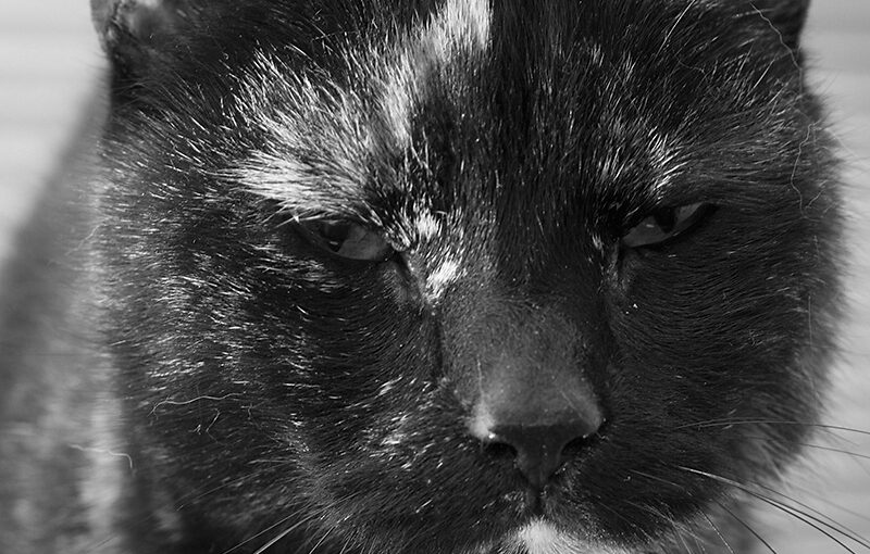 Mar 06 – A cat called Neo