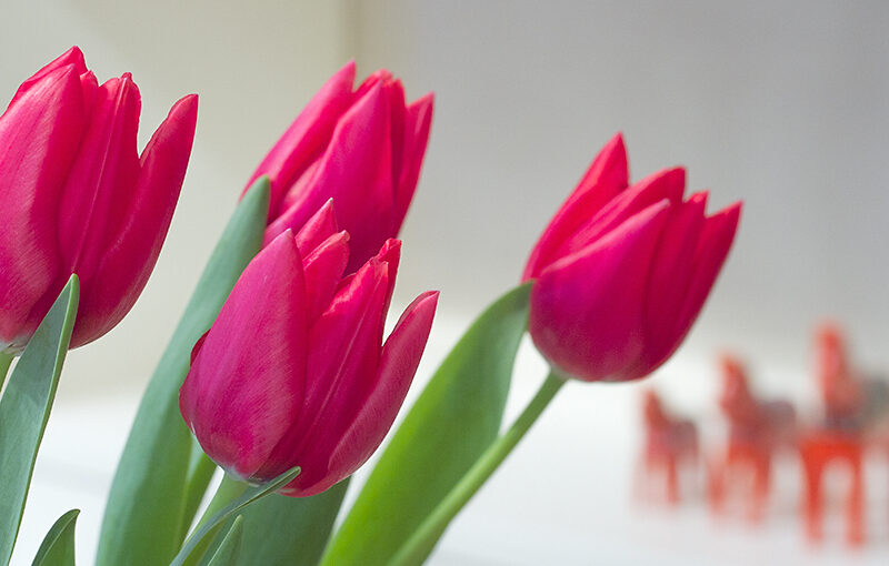 Mar 16 – Red tulips