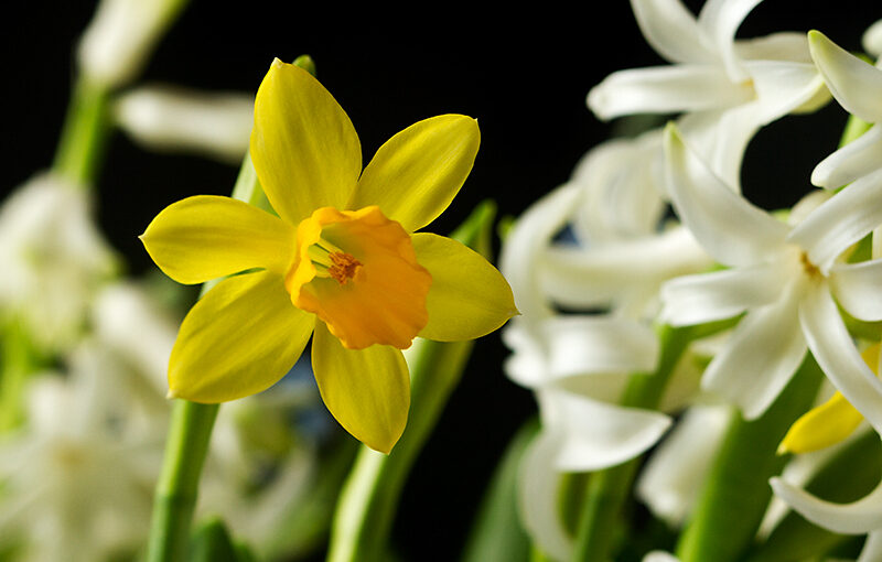 Mar 21 – Spring