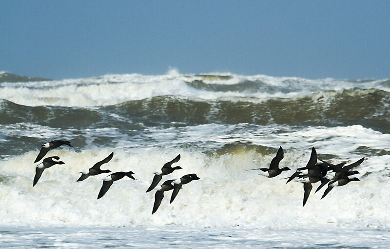 Mar 30 – Geese4