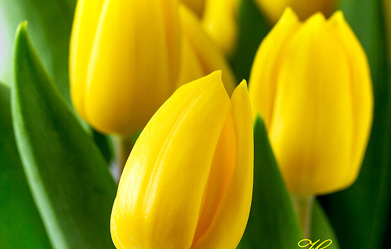 Some nice tulips in the house