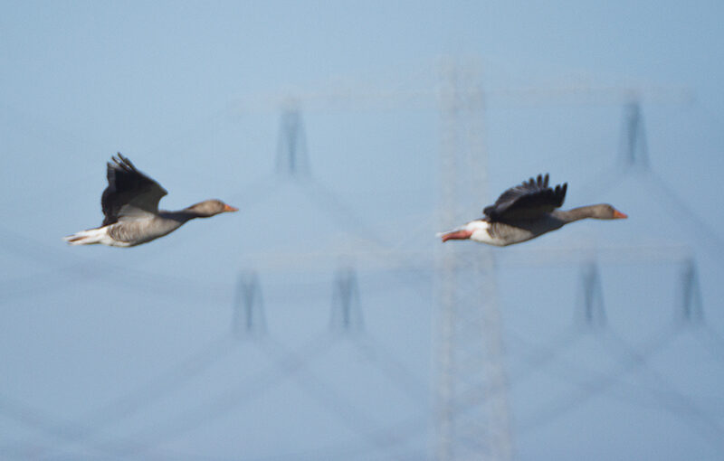 Apr 05 – Geese