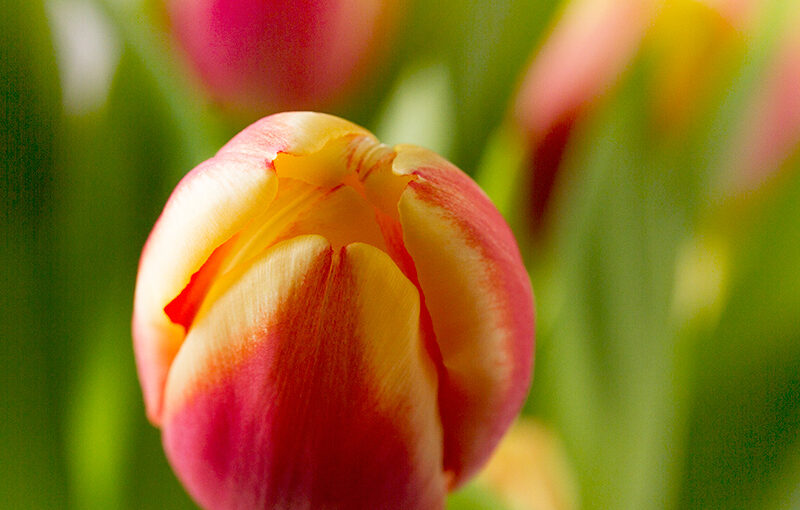Apr 10 – Tulip