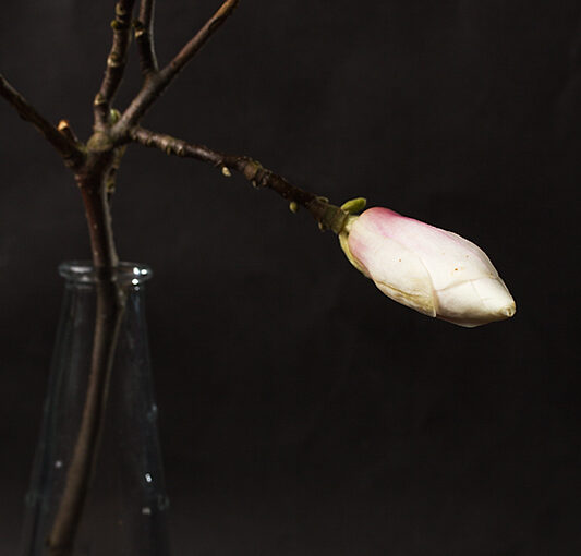 Apr 13 – Magnolia