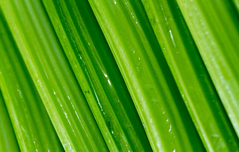 Apr 18 – Thirty shades of green