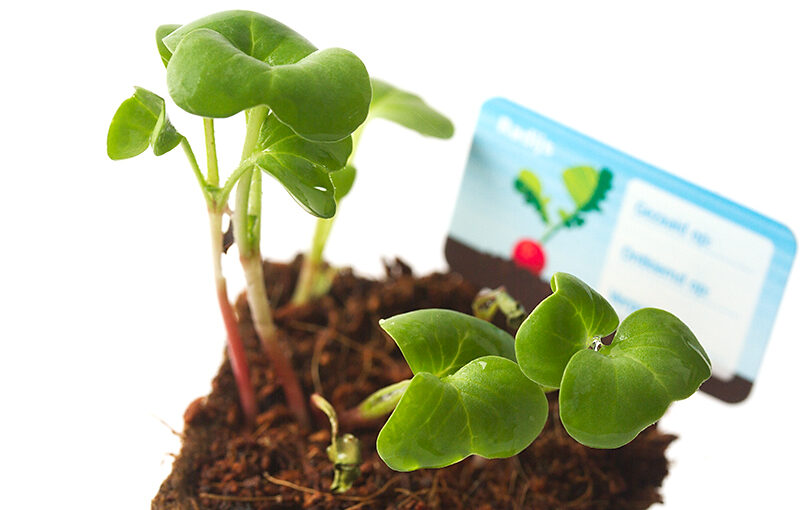 Apr 23 – Radish