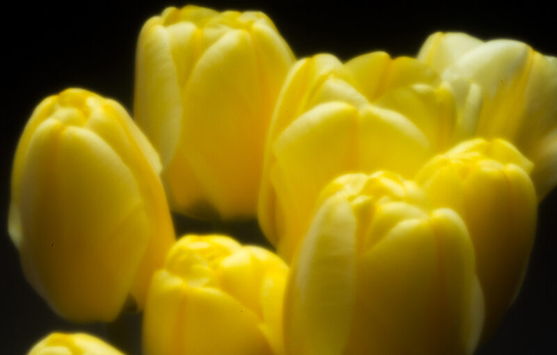 Apr 26 – Tulips