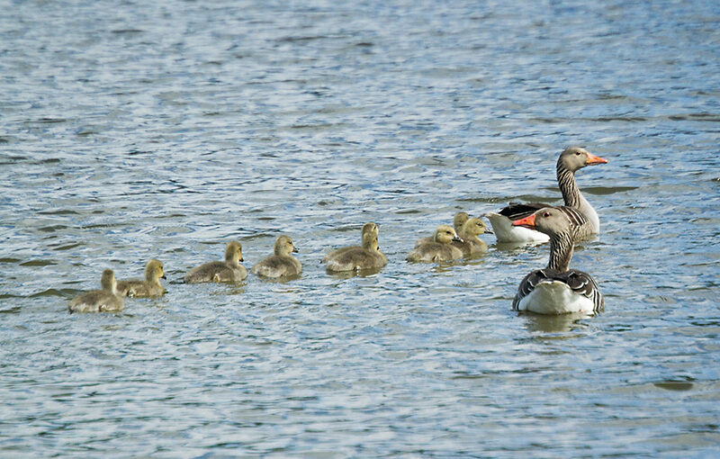 Apr 27 – Swimming lessons