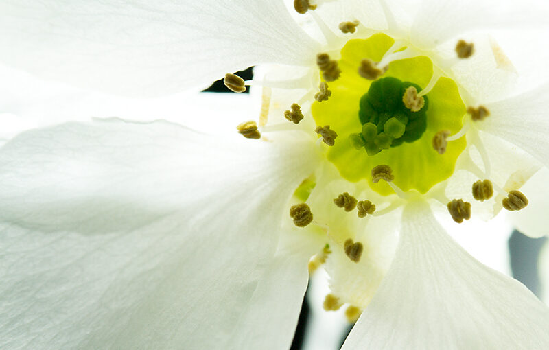 Detail of a flower I picked a few days ago from my garden