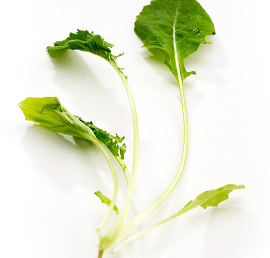 May 03 – Rapini