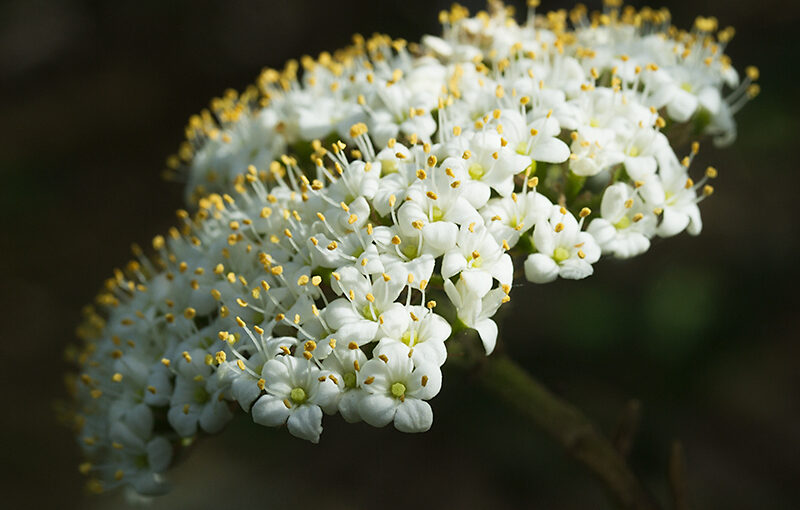 Lit by the late afternoon sun in my garden