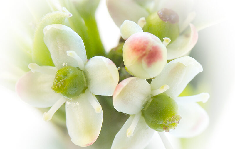 May 14 – Holly