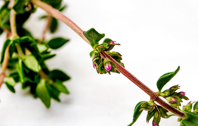 May 22 – Thyme