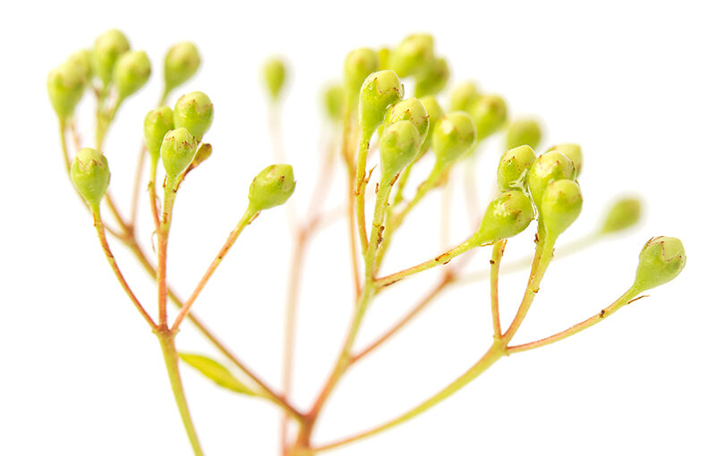 Jun 03 – Firethorn