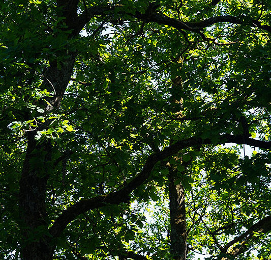 Jun 06 – Trees