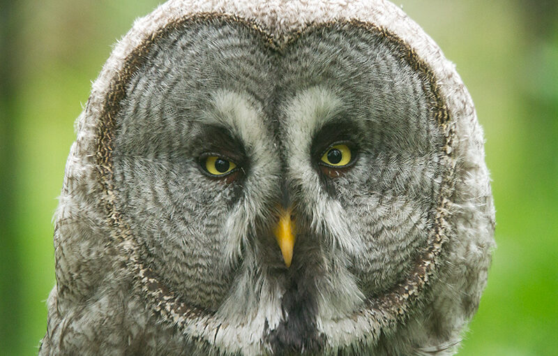 Jun 12 – Great grey owl