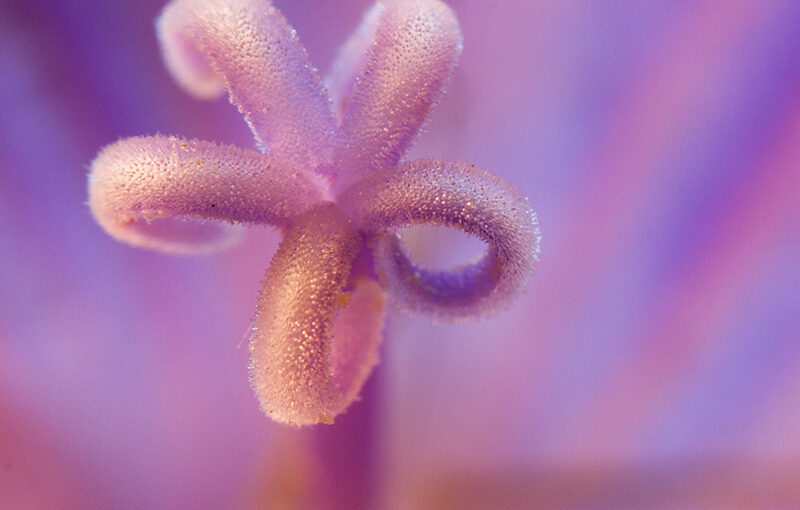 Jun 15 – Weed