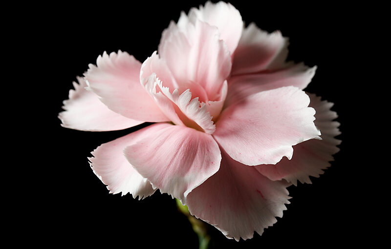 Jun 18 – Dianthus
