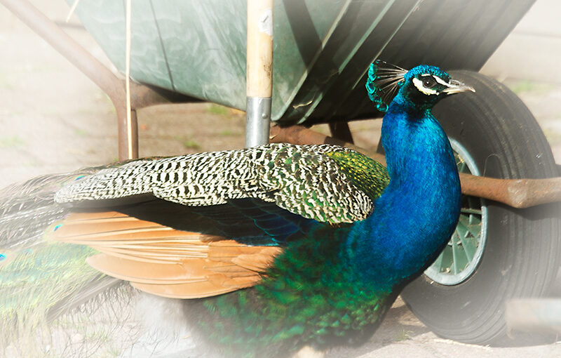 Jun 19 – Peacock