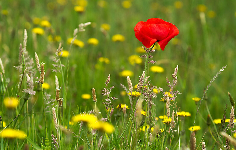 Jun 20 – Poppy