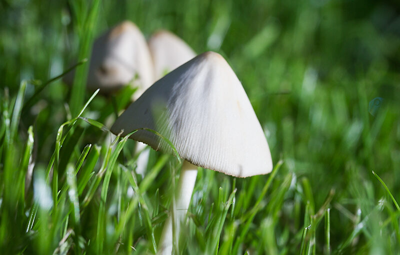 These things are growing fast. I mowed my grass on Saturday