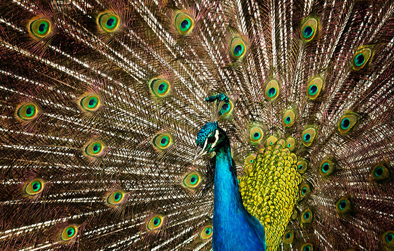 Jun 30 – Peacock