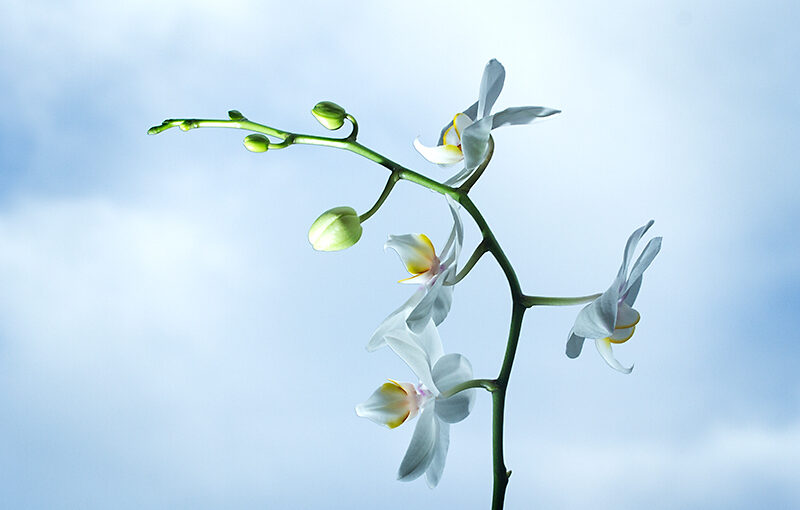 Jul 05 – Orchid