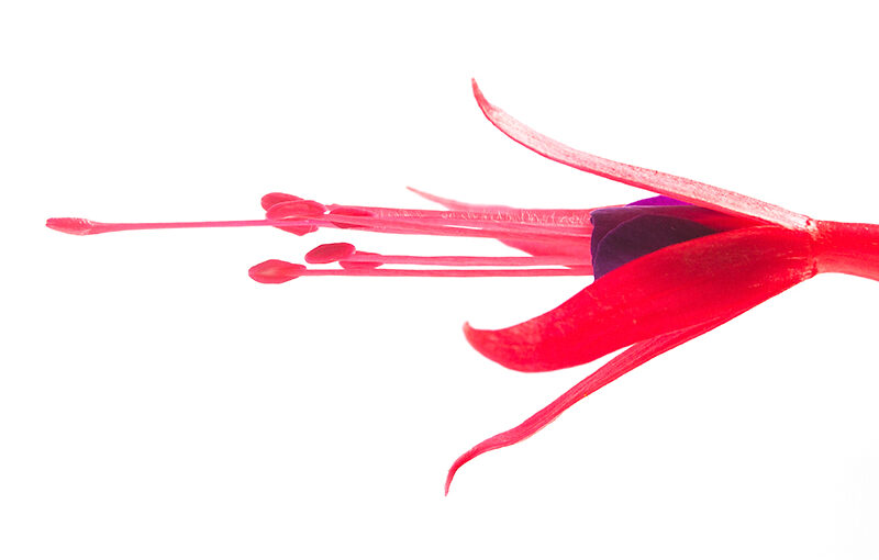 Jul 09 – Fuchsia